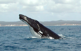 Kambur balina sudan çıkarken