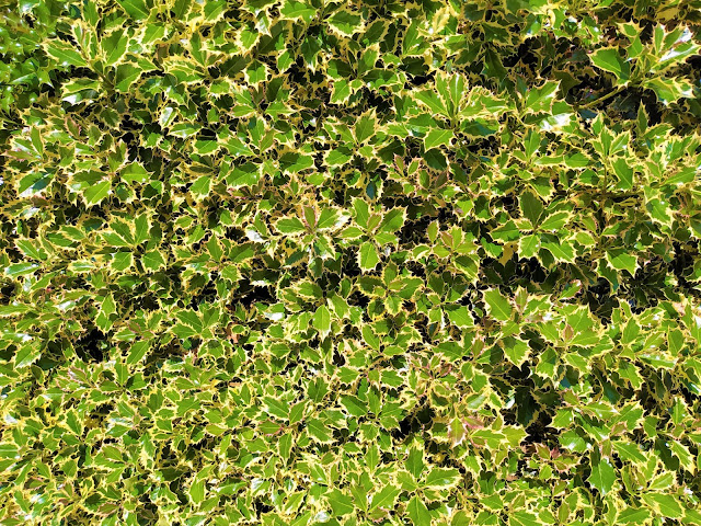 Acebo variegado (Ilex aquifolium "Aureomarginata").