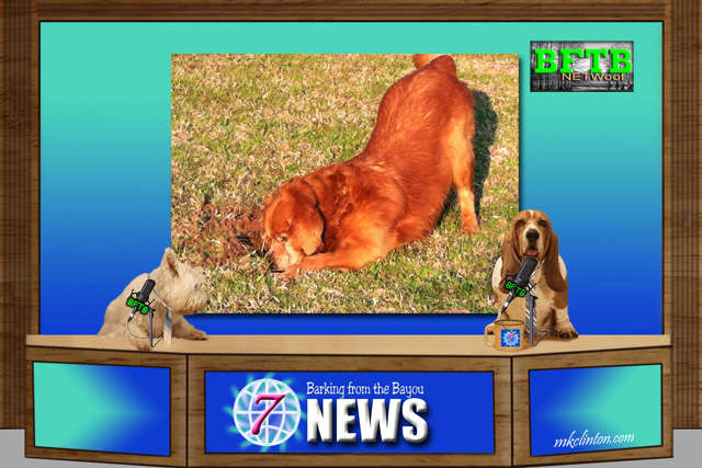 My Tucker used to love to dig in the yard BFTB NETWoof News with Golden Retriever digging