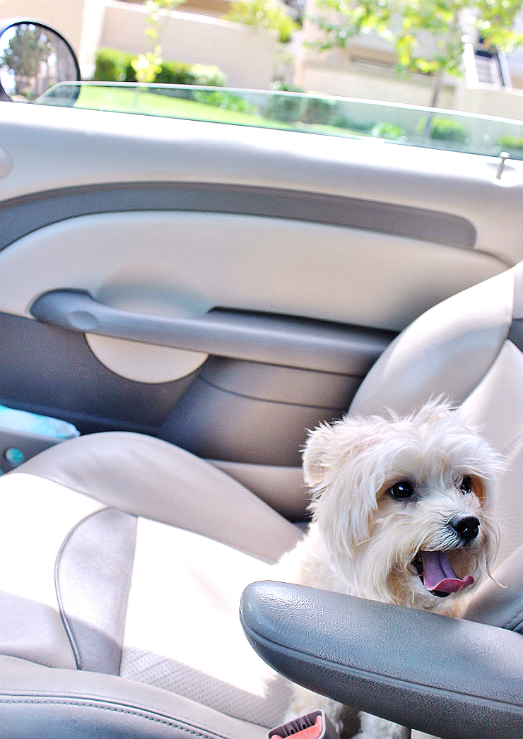 Momma Told Me How To Help Your Dog Grab Life By The Leash In Stressful