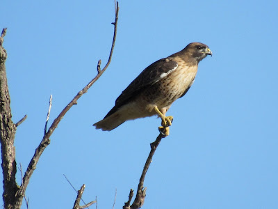 Sacramento National Wildlife Refuge