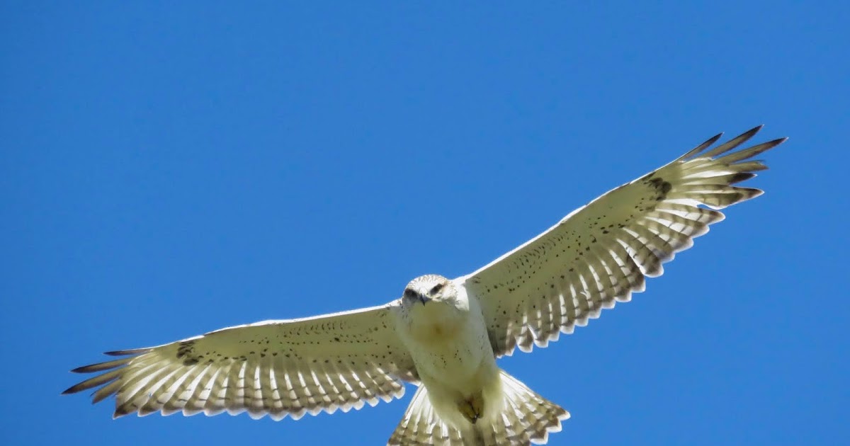BC Rare Bird Alert RBA FERRUGINOUS HAWK in Kelowna July 25th