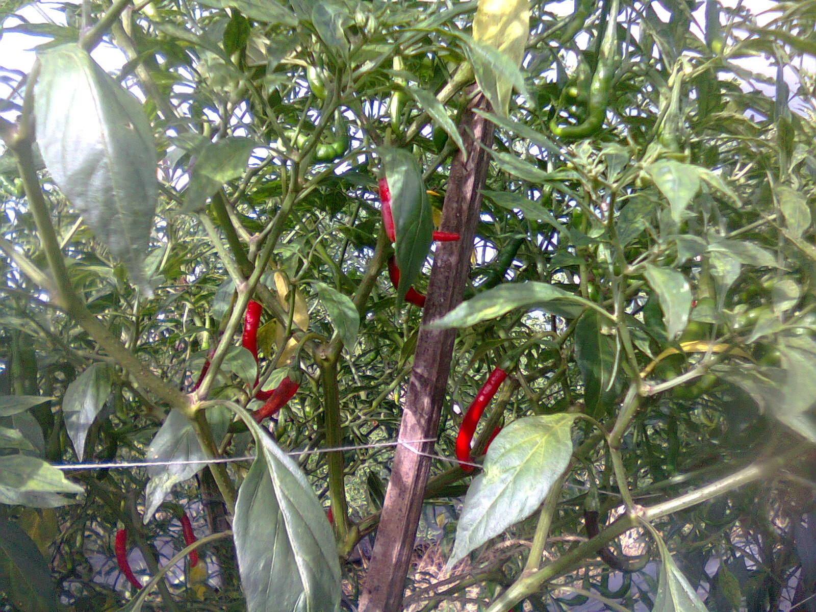 irigasi cabe di musim hujan