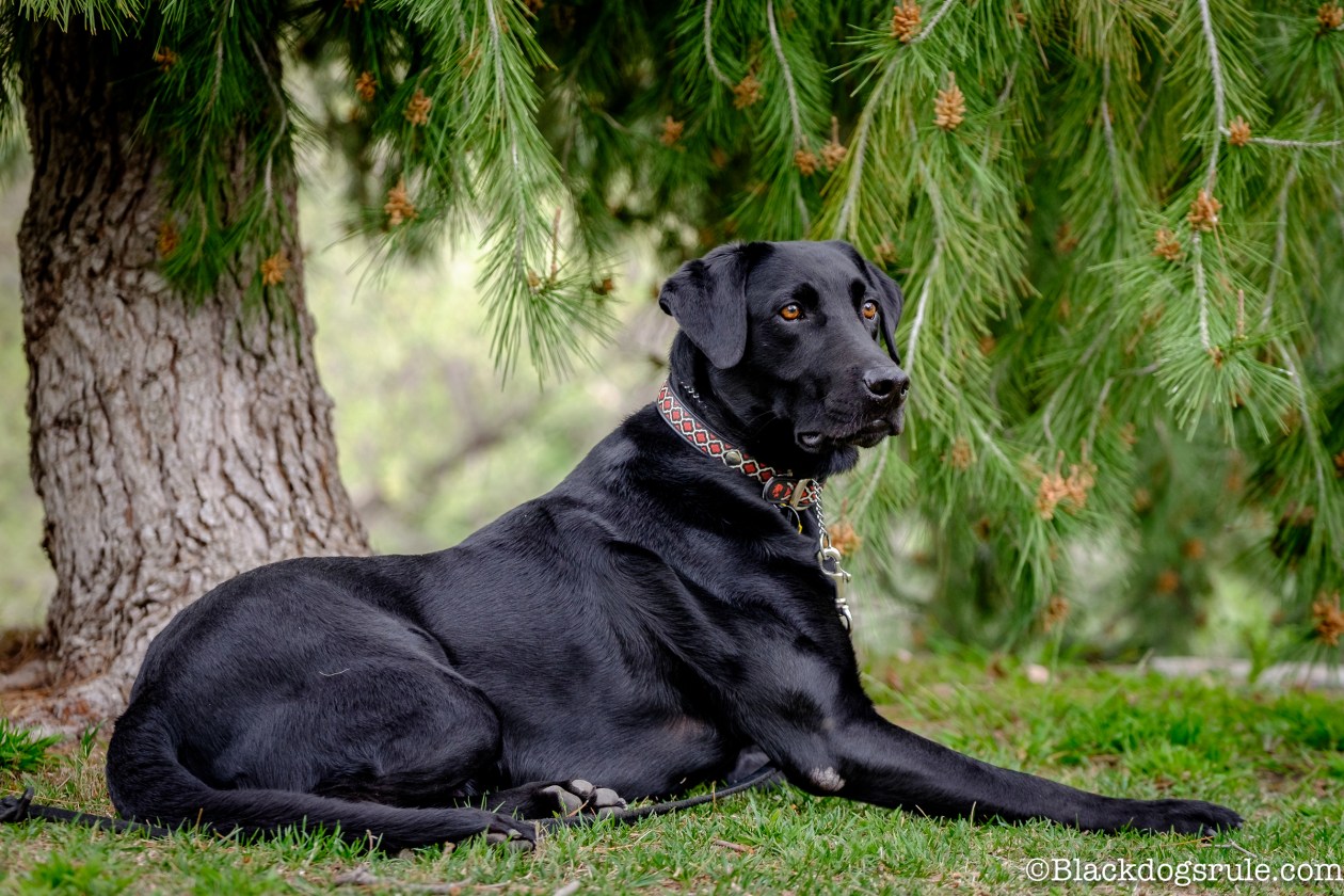 Черная собака год. Большая черная собака. Черная спортивная собака.