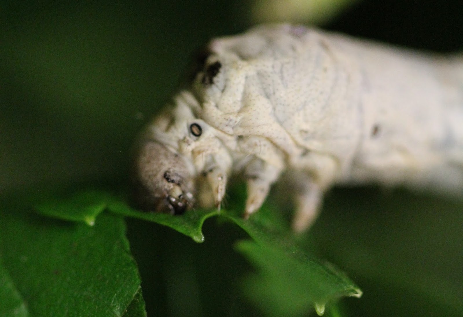 Amazing Silkworms "Instars" Developmental stages of the silkworm larva/caterpillar