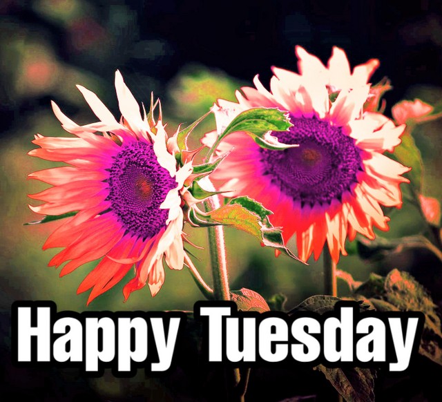 good morning tuesday images with flowwr