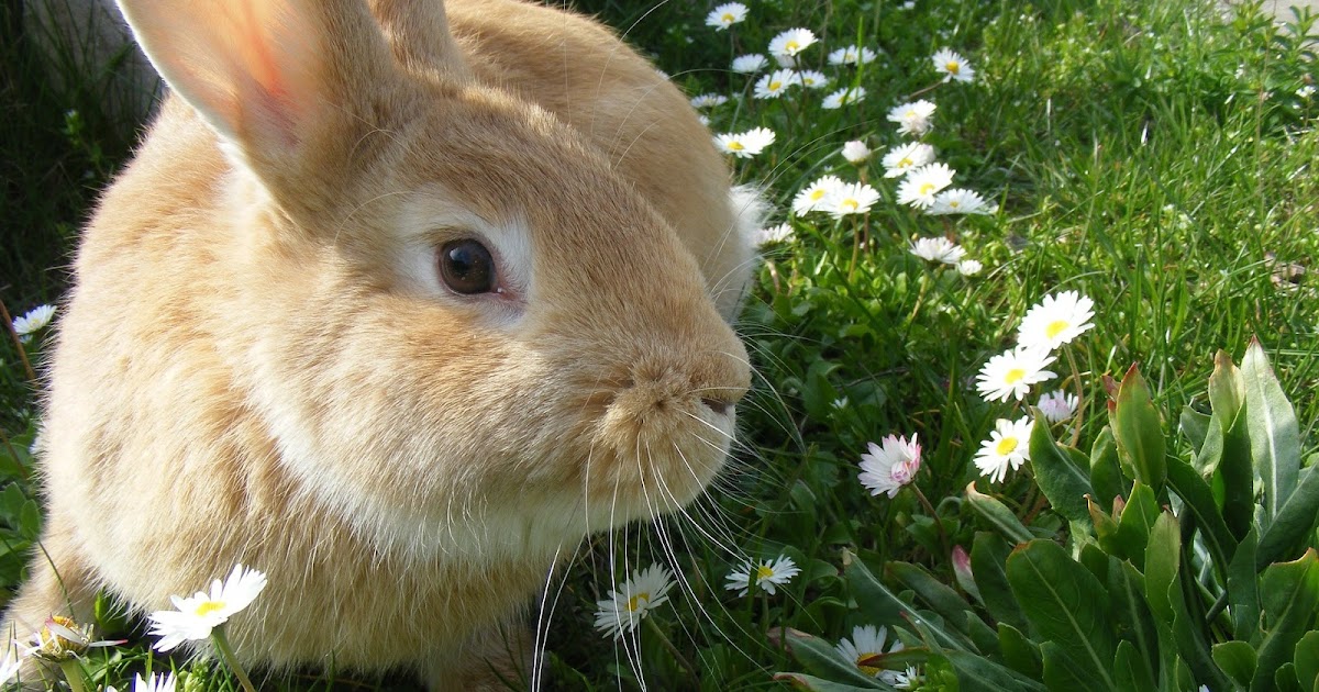 How to stop your rabbit from being aggressive TheRider'sPets