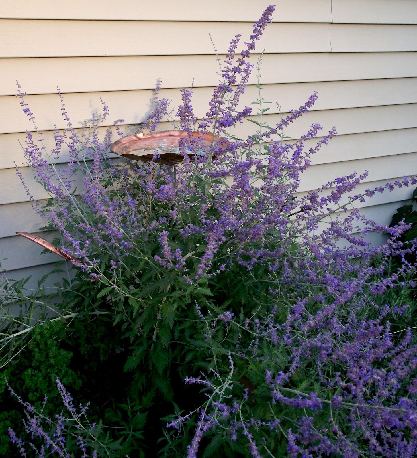 Never Enough Time Flowers on the West Side of the House