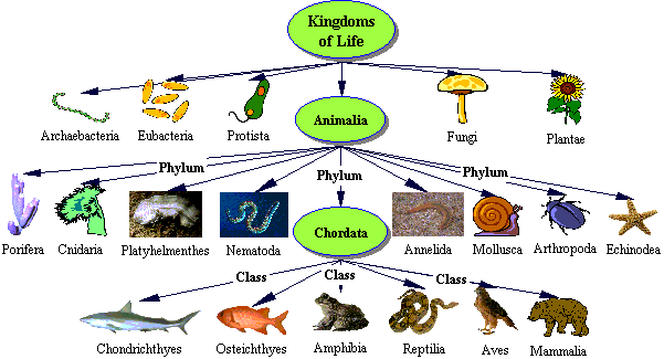 Pengertian Kingdom Animalia, Ciri-ciri dan Klasifikasinya 