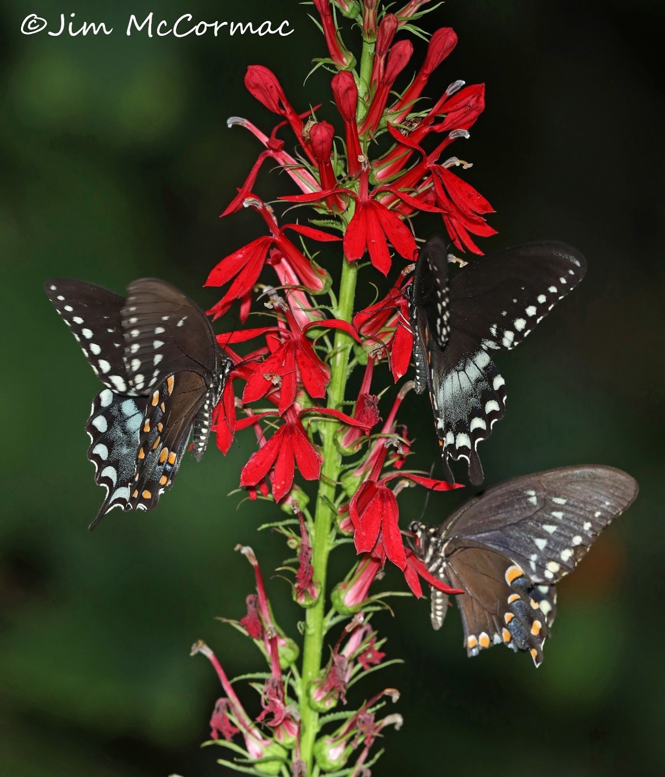 Cardinalflower, rare in white, and pollinating swallowtails