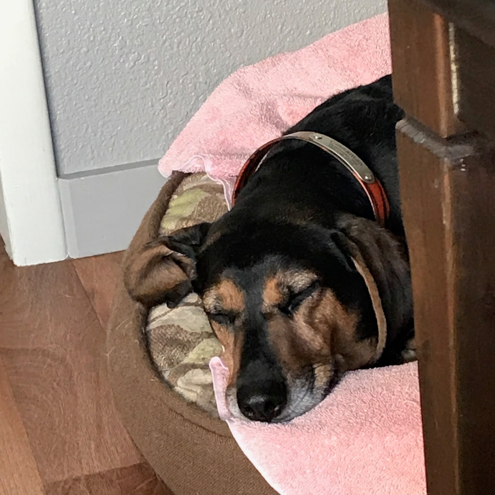 Cinnamon The Traveling Coonhound Dog Friendly Vacation In Sequim
