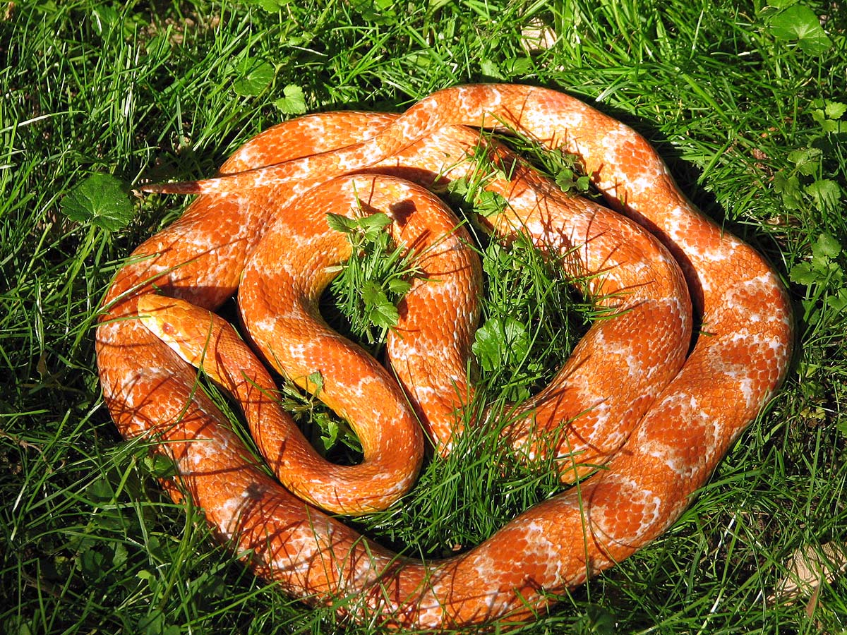 Albino Corn Snake