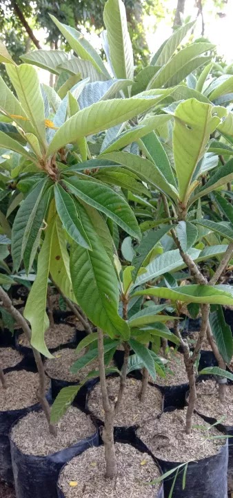 jual bibit leci tanaman buah biwa bebuah cepat berbunga exclusive Nangapanda