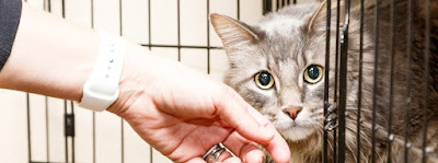 ¿Adoptarás un gato? ¿Adoptarás un gato?