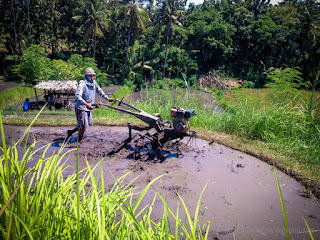 Young Farmer Working On The Rice Fields On A Sunny Day Using Two Wheel Hand Tractor At The Village