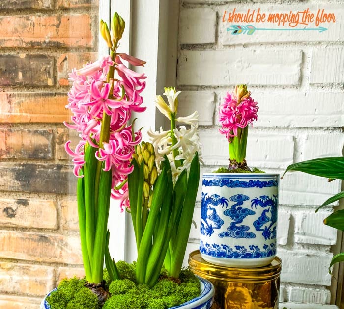 DIY Potted Hyacinth Bulbs i should be mopping the floor