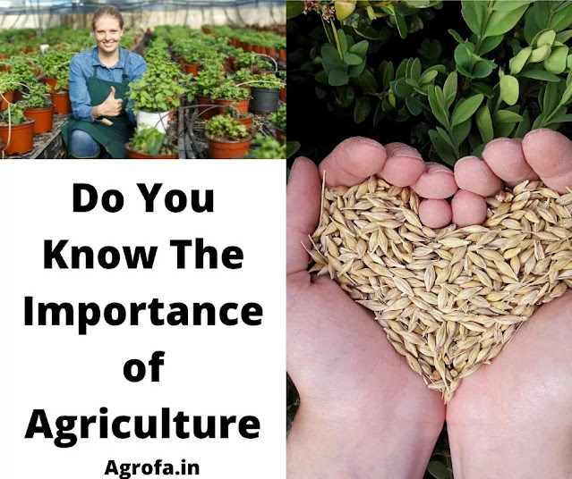 What is Agriculture and the Importance of Agriculture?