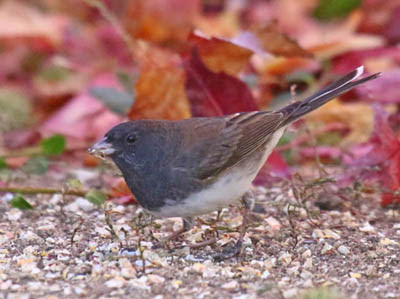 Photo of Dark-eyed Junco feeding on ground with red leaves Photo of Dark-eyed Junco feeding on ground with red leaves
