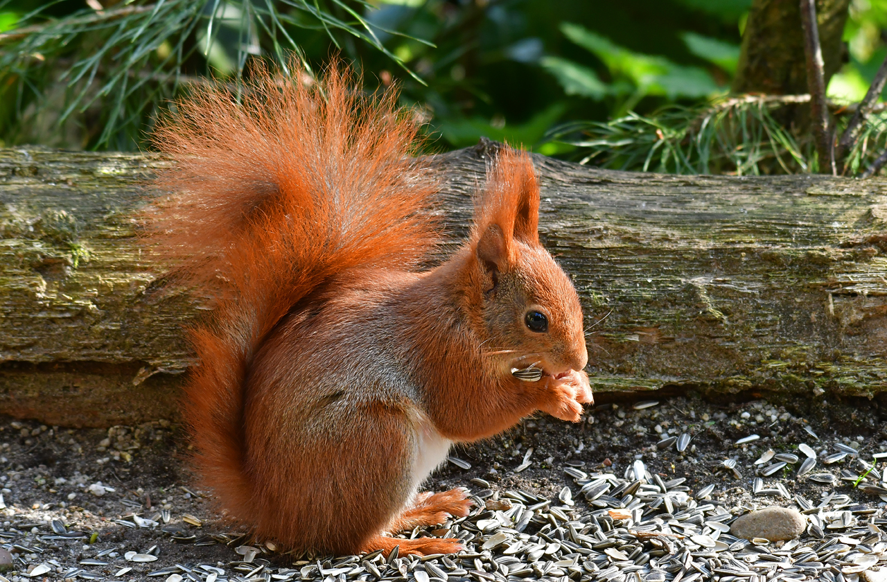 Jozef van der Heijden - Natuurfotografie: De Rode eekhoorn komt