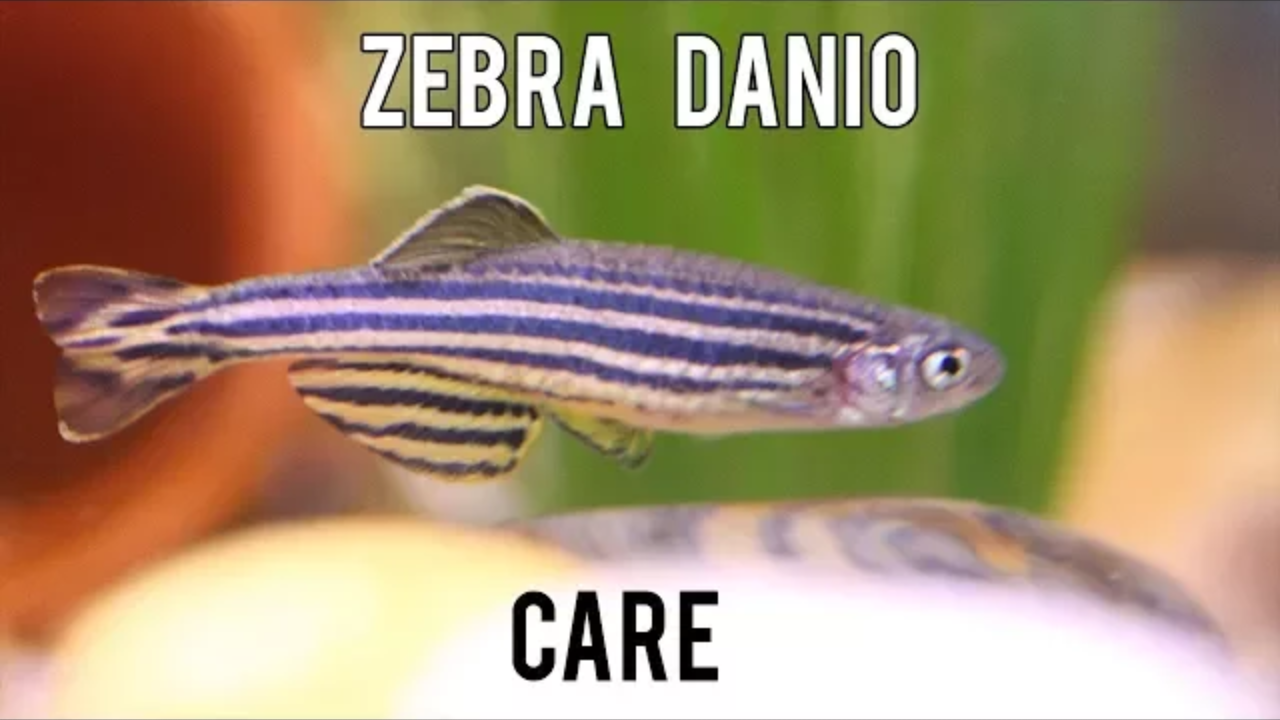 How To Care Zebra Danio Aquarium's Care