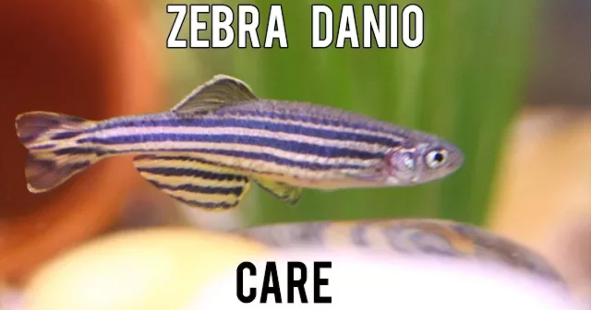 How To Care Zebra Danio Aquarium's Care