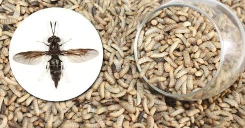 Black Soldier Fly Nigeria