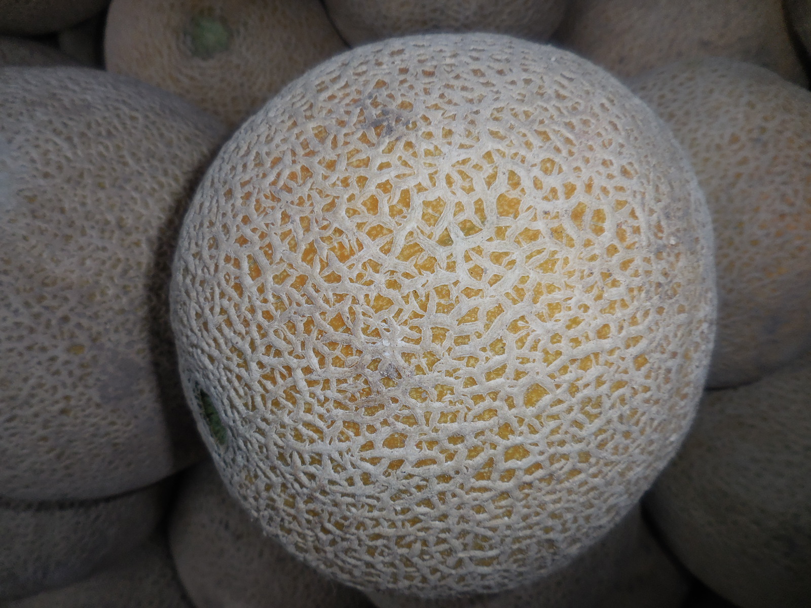 COHorts It's Melon Season!