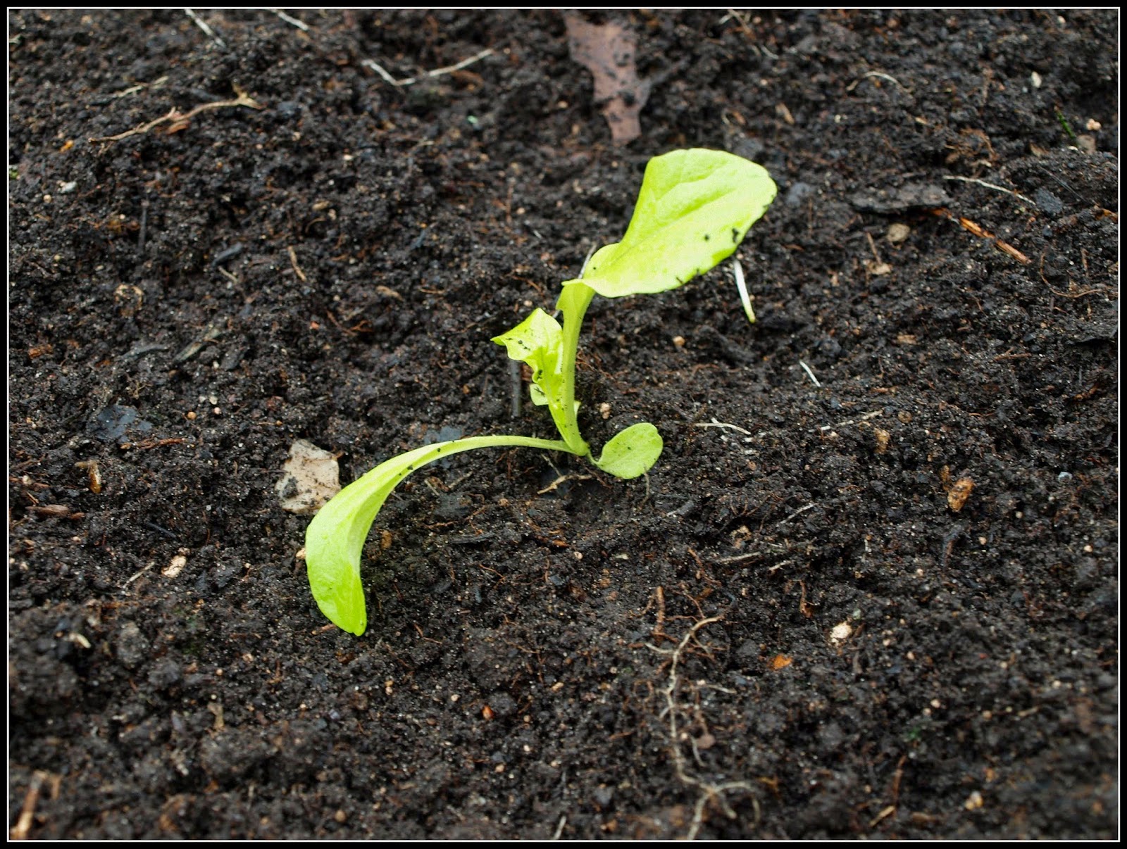 Marks Veg Plot: Planting Lettuce seedlings