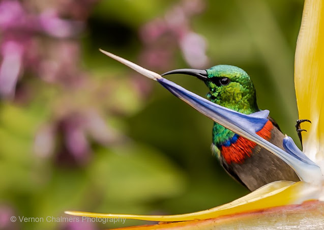 Southern Double-Collared Sunbird Kirstenbosch Botanical Garden Southern Double-Collared Sunbird Kirstenbosch Botanical Garden