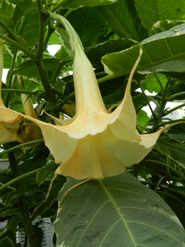 Garden Muses Not Another Toronto Gardening Blog Some Tropical Colour Inside Toronto S Allan Gardens Conservatory