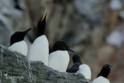 Arao común - Guillemot - Uria aalge. Grupo de araos adultos con plumaje de verano. A la izquierda un ejemplar de la variedad embridada que presenta el anillo ocular blanco con una ligera brida hacia la parte posterior de la cabeza.