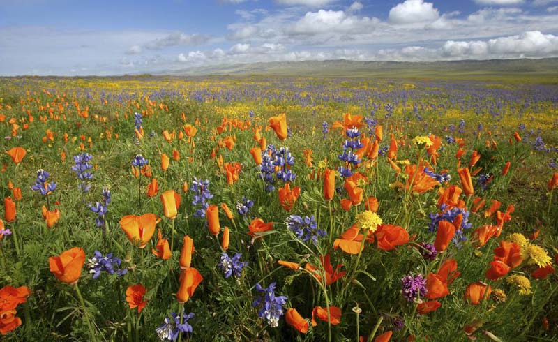 Carrizo Plain National Monument California USA