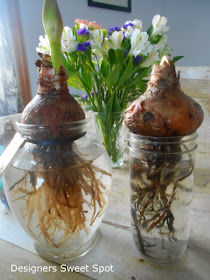 growing amaryllis seeds in water