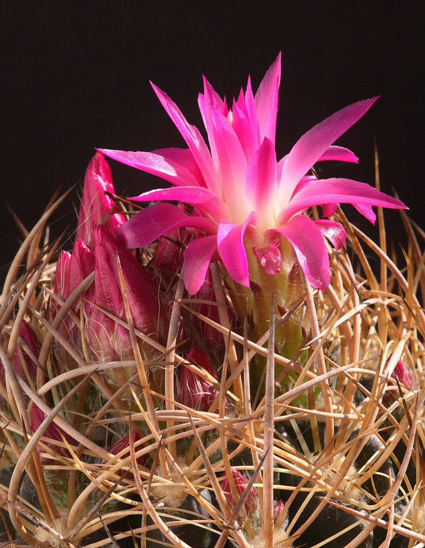 Cactus world beauty Eriosyce subgibbosa
