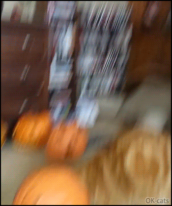 Funny Cat GIF • Curious cat gets his head stuck in a vicious pumkin. Abort! Abort! Abort! Funny Cat GIF • Curious cat gets his head stuck in a vicious pumkin. Abort! Abort! Abort!