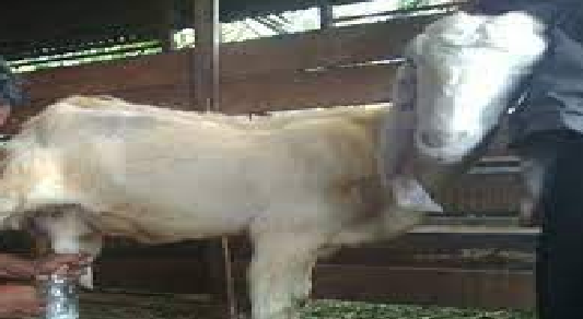 Ternyata Ini Arti Mimpi Memerah Susu Kambing Menurut Pakar Tafsir Modern  Yang Sebenarnya - Tabir Dakwah