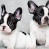 20 Reasons Why You Should Never Own French Bulldogs