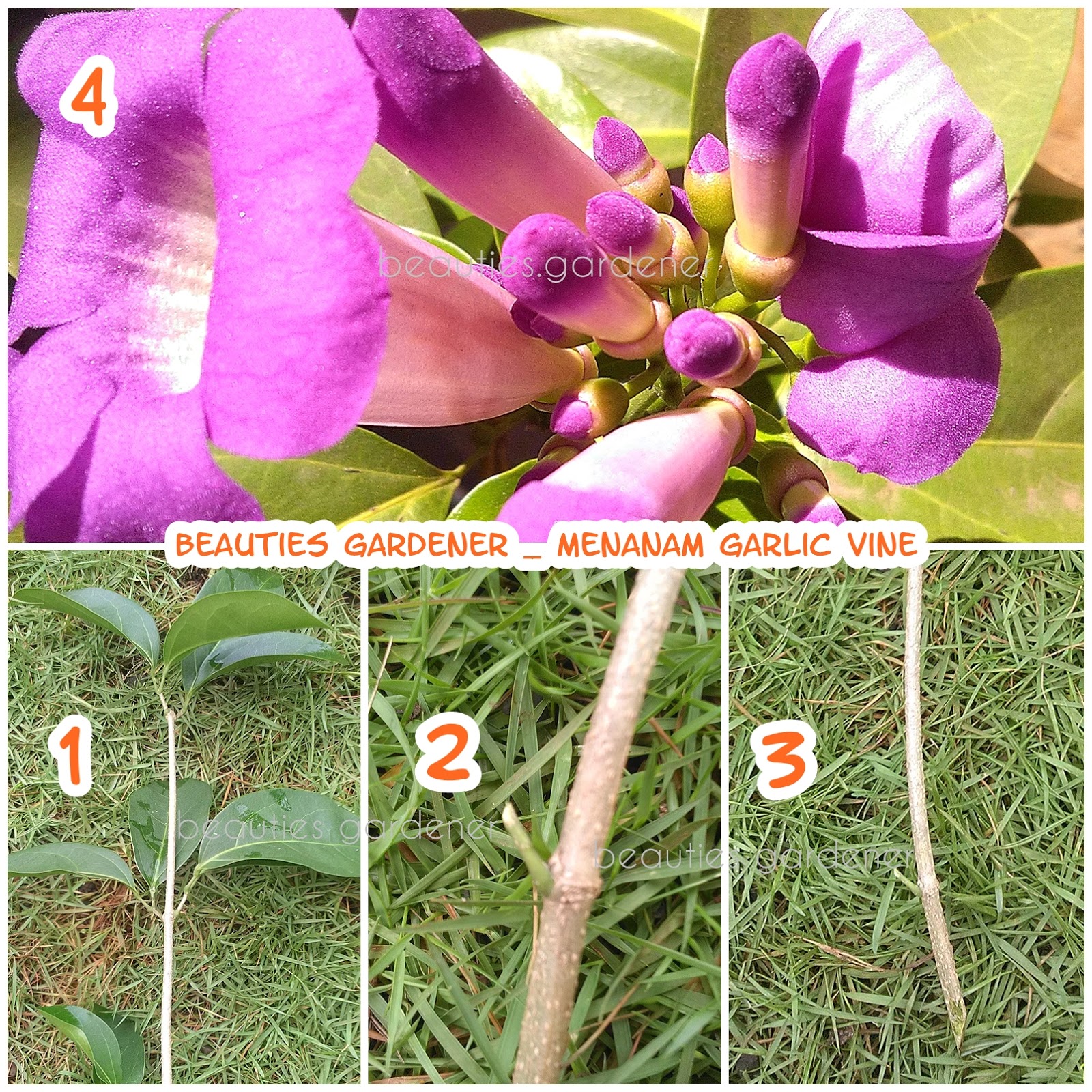 Tanaman Hias Berbau Bawang Putih Cigudeg Pleis Bilong Tu Mi