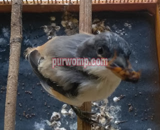 Rawatan Cendet Saat Mabung Purwomp Com
