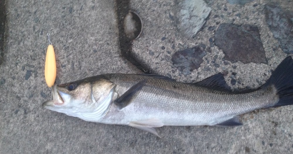 American saltwater lures can catch Japanese fish? (No. 622) Japanese