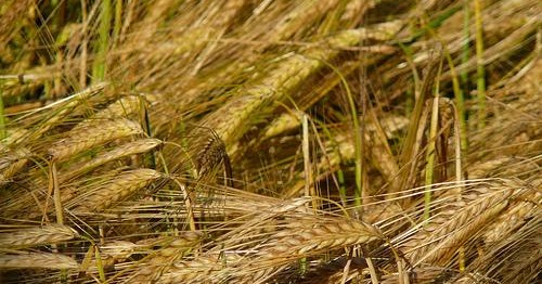 Kairos: Il grano e la zizzania, ovvero la pazienza di Dio