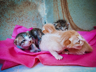 Newborn Baby Cats Cry For Mom On Cloth On The Floor Of The House North Bali Indonesia