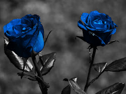 flower rose dark flowers wallpapers roses background pretty desktop colour purple grey january midnight stems close very tattoo blues really