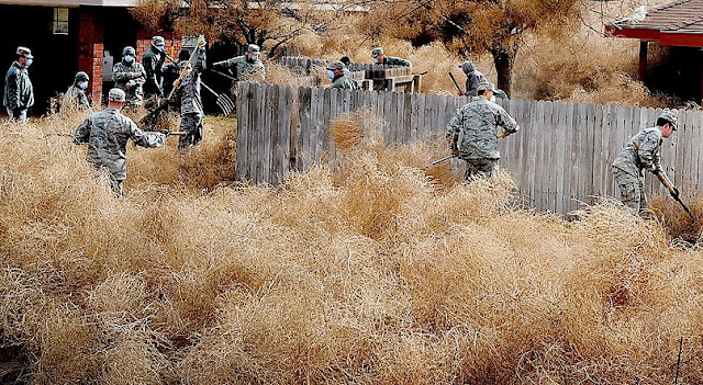 SoCal: Monster Tumbleweeds…Invasive New Species is Here to Stay