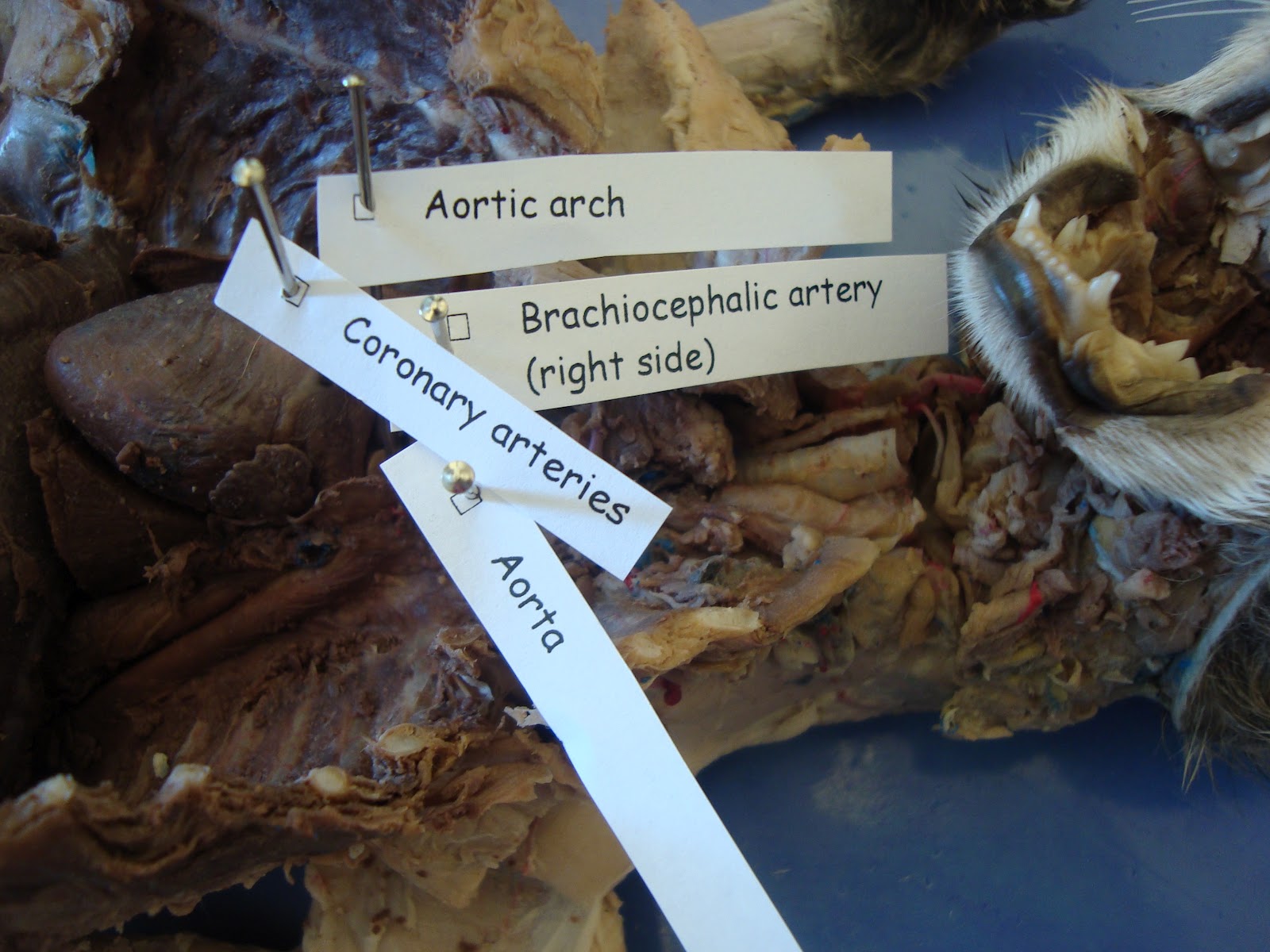 Cat Dissection: Human Anatomy: Cardiovascular System
