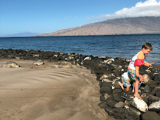 Hawaiian Green Sea Turtles