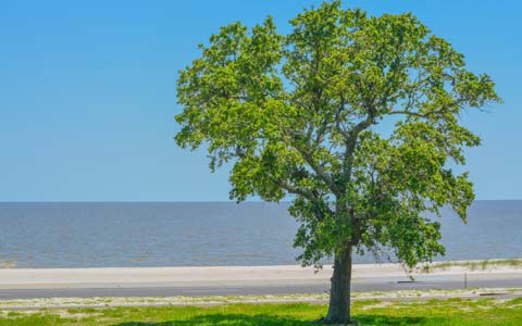 American elm tree or ulmus americana