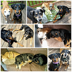 3 rescued mixed breed dogs, puppy and senior