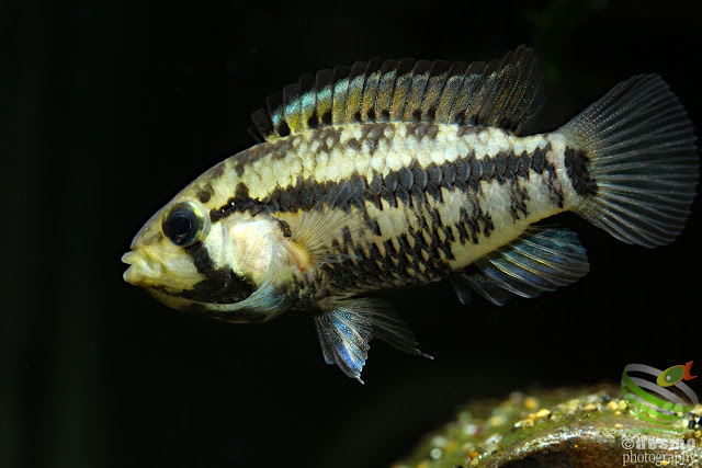 Apistogramma eleutheria