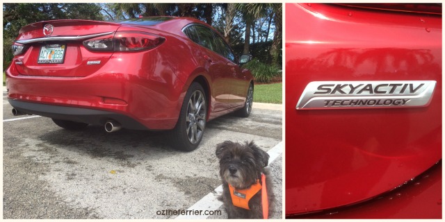 Oz the Terrier with Mazda 6 Grand Touring sedan with Skyactiv Technology